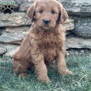 Baby, Goldendoodle Puppy