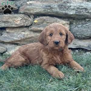 Baby, Goldendoodle Puppy