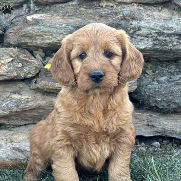 Bambi, Goldendoodle Puppy