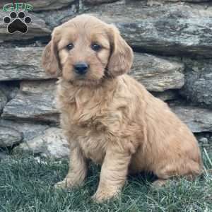 Bambi, Goldendoodle Puppy