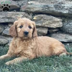 Bambi, Goldendoodle Puppy