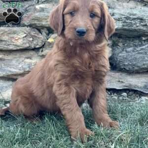 Bella, Goldendoodle Puppy