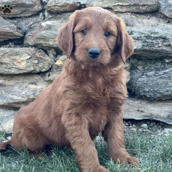 Bella, Goldendoodle Puppy