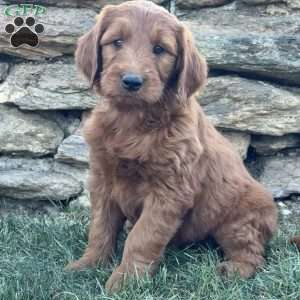 Bella, Goldendoodle Puppy