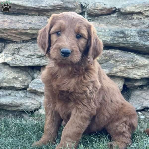 Bella, Goldendoodle Puppy