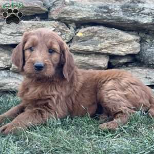 Bella, Goldendoodle Puppy