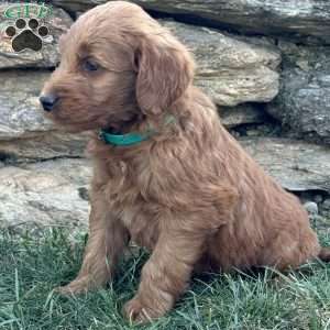 Bear, Goldendoodle Puppy