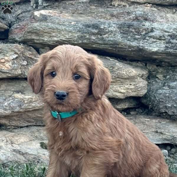 Bear, Goldendoodle Puppy