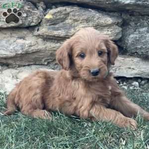 Bear, Goldendoodle Puppy