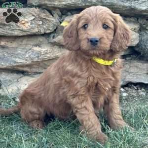 Birdie, Goldendoodle Puppy