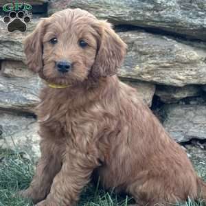 Birdie, Goldendoodle Puppy