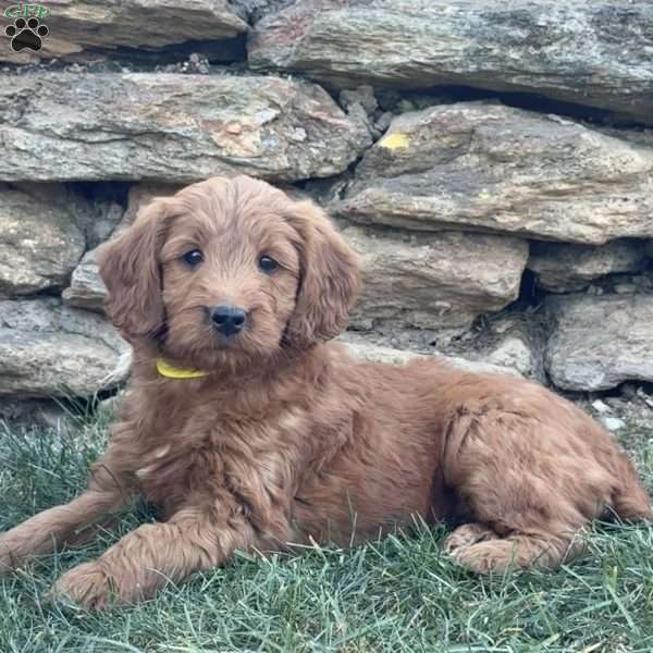 Birdie, Goldendoodle Puppy