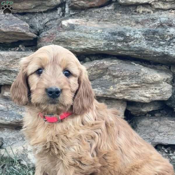 Bonnie, Goldendoodle Puppy