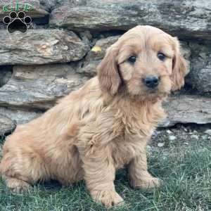 Bonnie, Goldendoodle Puppy