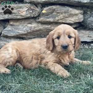 Bonnie, Goldendoodle Puppy