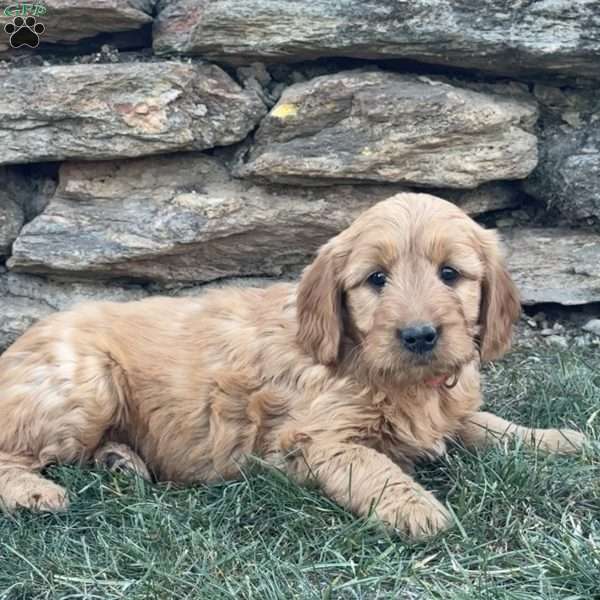 Bonnie, Goldendoodle Puppy