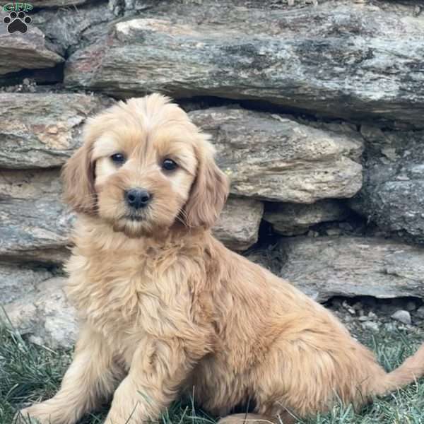 Betty, Goldendoodle Puppy