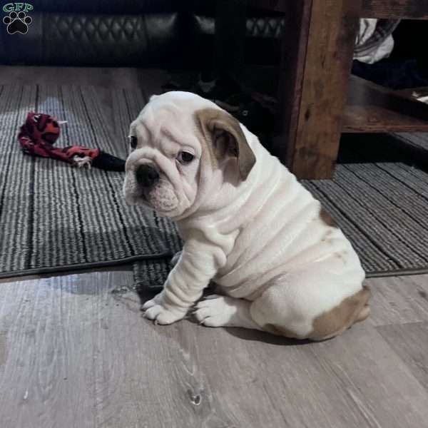 Cowboy, English Bulldog Puppy