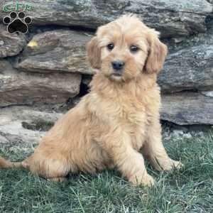 Betty, Goldendoodle Puppy