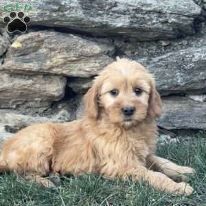 Betty, Goldendoodle Puppy