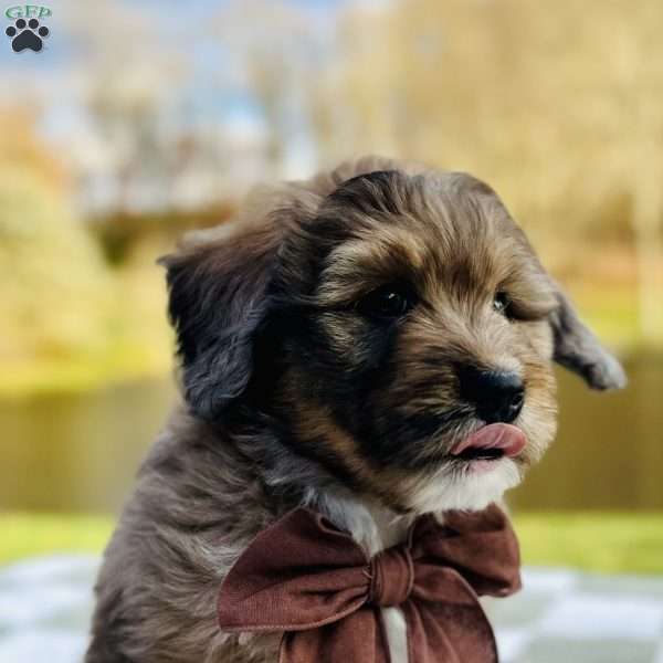 Nutmeg, Bernedoodle Puppy