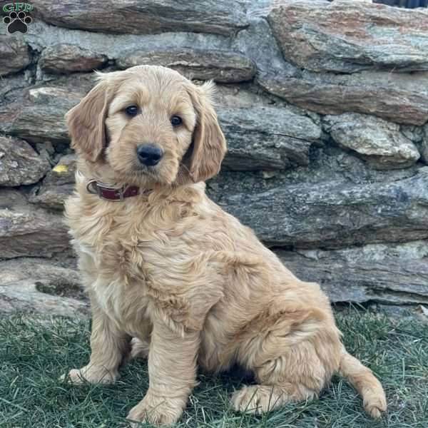 Bandit, Goldendoodle Puppy