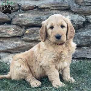 Bandit, Goldendoodle Puppy