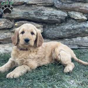 Bandit, Goldendoodle Puppy