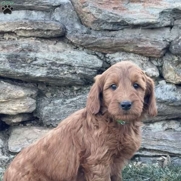 Brandy, Goldendoodle Puppy