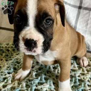 Cash, Boxer Puppy