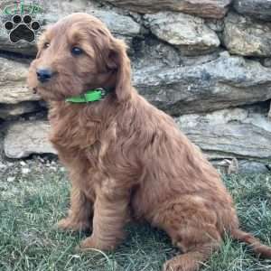 Brandy, Goldendoodle Puppy