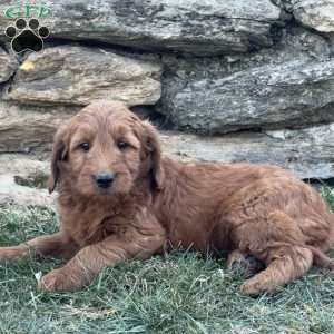 Brandy, Goldendoodle Puppy