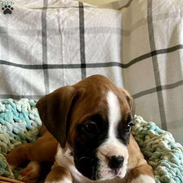 Cash, Boxer Puppy