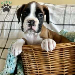 Waylon, Boxer Puppy