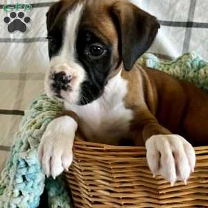 Waylon, Boxer Puppy