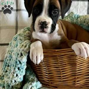 Waylon, Boxer Puppy