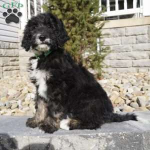 Jody, Bernedoodle Puppy