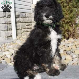 Jody, Bernedoodle Puppy