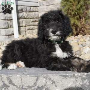 Jody, Bernedoodle Puppy