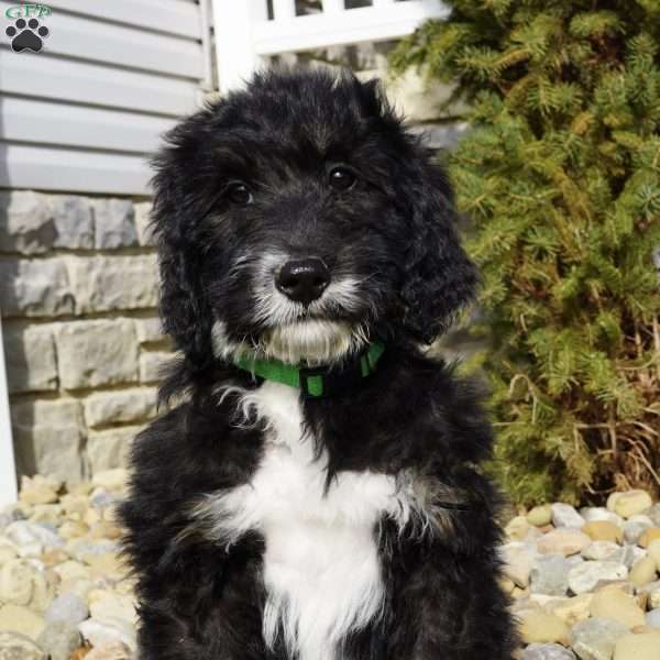 Jody, Bernedoodle Puppy