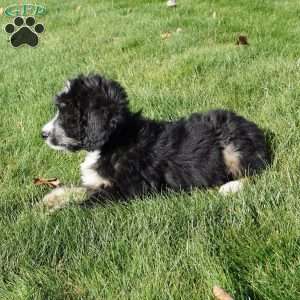 Jessica, Bernedoodle Puppy