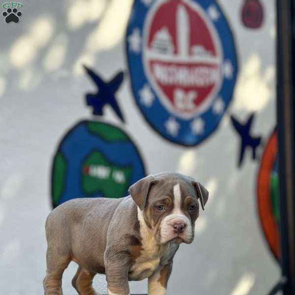 Lucky, American Bully Puppy