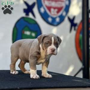 Lucky, American Bully Puppy