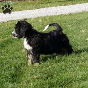 Jessica, Bernedoodle Puppy