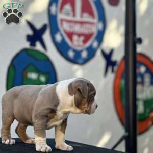 Lucky, American Bully Puppy