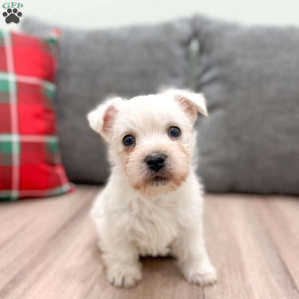 Ivory, West Highland Terrier Puppy