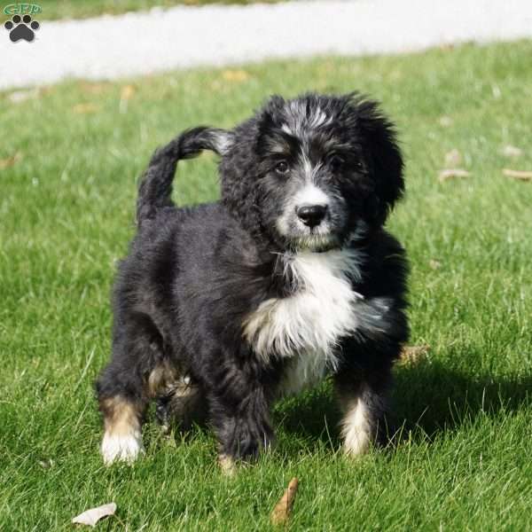 Jessica, Bernedoodle Puppy