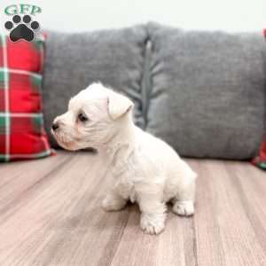 Ivory, West Highland Terrier Puppy