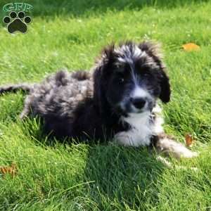 Jessica, Bernedoodle Puppy