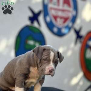 2 Dots, American Bully Puppy